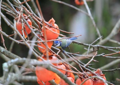 bird friendly garden