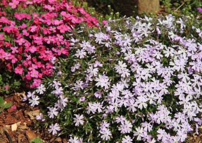 phlox subulata