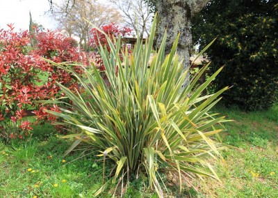 phormium tenax variegatum