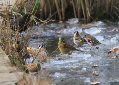 bird friendly garden