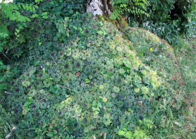 sukulenti